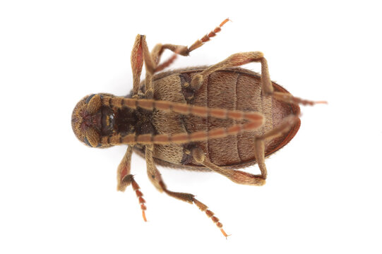White marked spider beetle, Ptinus fur. Species of spider beetle a dangerous pest of stored food in warehouses and home pantries. The adult insect, viewed from below.
