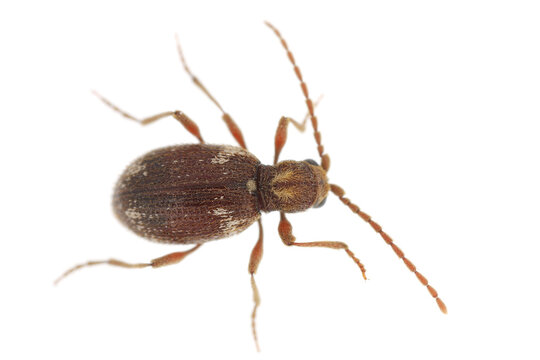 White marked spider beetle, Ptinus fur. Species of spider beetle a dangerous pest of stored food in warehouses and home pantries. The adult insect, viewed from above.