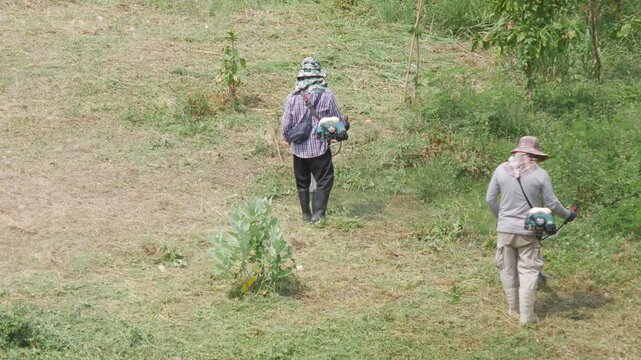 outdoor workers wearing hats trimming overgrown grass on a grassy slope using handheld brush cutters, aerial view