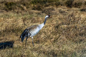 Obraz premium Kranich (Grus grus)