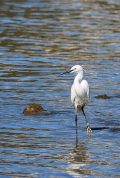 A graceful little egret standing in shallow blue water, displaying its long black beak, elegant white plumage and delicate breeding feathers.