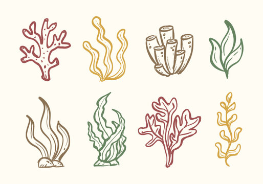 Ocean plants hand drawn illustration set. Coral shapes doodle set. Aquarium seaweed doodle collection. Undersea plants line art sketch elements containing algae, kelp, seaweed, eelgrass, and more.