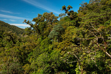 Fototapeta premium Dense cloud forest canopy draping steep Central American mountainside, lush tropical rainforest under bright blue sky - stock photo