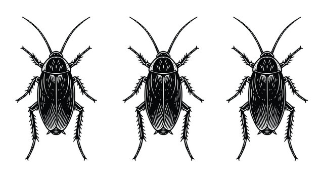 Three Cockroaches Illustration - Detailed Engraving of Common Household Pests on White Background