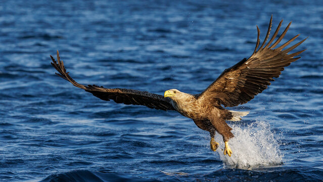 Seeadler (Haliaeetus albicilla)
