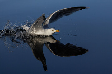 Fototapeta premium Silbermöwe (Larus argentatus)