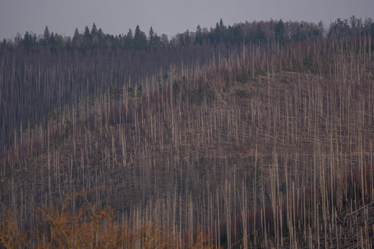 Harz National Park, nature reserve in the Germany, Park has suffered from bark beetle outbreaks as well as acid rain and other environmental problems. Disaster i n nature.