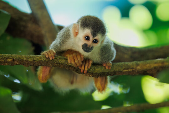 An endangered Central American Squirrel Monkey (Saimiri oerstedii), also known as a Mono Titi, foraging among lush green tropical leaves in a rainforest in Costa Rica.
