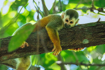 Obraz premium An endangered Central American Squirrel Monkey (Saimiri oerstedii), also known as a Mono Titi, foraging among lush green tropical leaves in a rainforest in Costa Rica. 