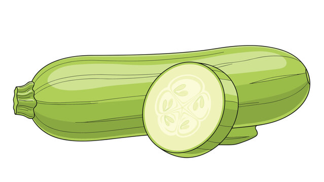 Hand drawn illustration of a fresh whole light green zucchini squash and a circular slice showing the inner seeds and pulp.