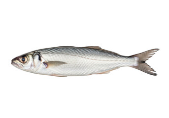 Obraz premium A fresh silver fish with distinct pinkish-orange stripes along its side