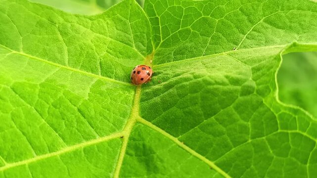 Small animal footage ladybug on leaf