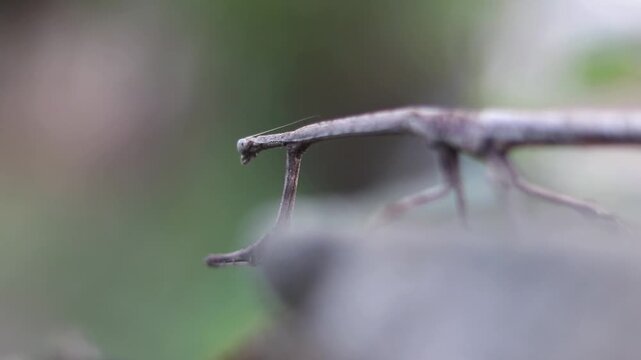 Macro of Stick Insect or Stick Bug on a wall, Also Known as Walking  Stick