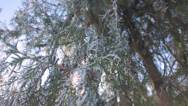Camera moves downward along hanging branches of cypress covered in hoarfrost, backlit by sunlight. Natural winter scene featuring frosty conifer tree with hoar frost on sunny day.