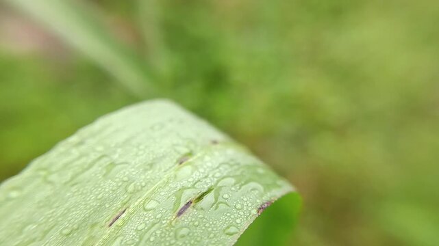 macrofauna of sawflies on leaves of the order Hymenoptera, invasive leaf-eating insect pests