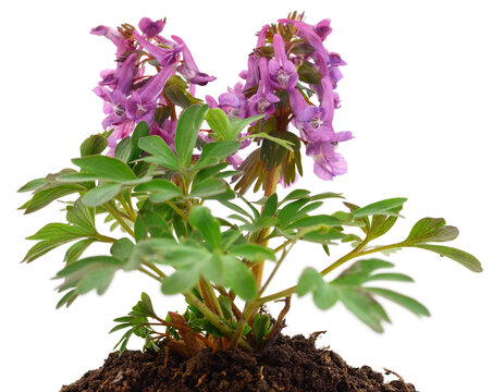 Purple fumewort flowers growing in soil isolated on white