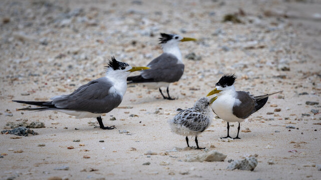 Greater Crested Terns with young chicks on Lady Elliot Island, Queensland Australia