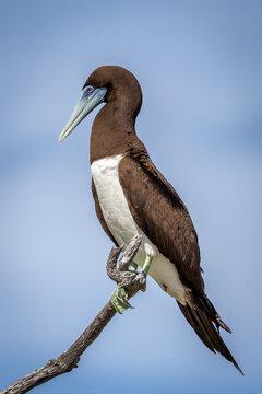 Brown Booby on Lady Elliot Island, Queensland, Australia