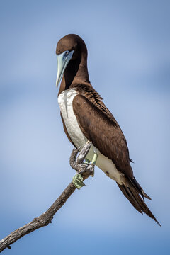 Brown Booby on Lady Elliot Island, Queensland, Australia