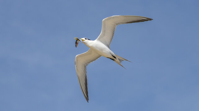 Greater Crested Tern on Lady Elliot Island, Queensland, Australia