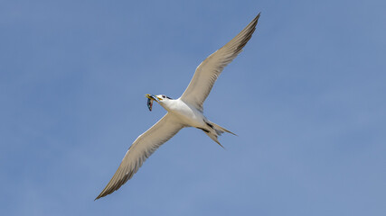 Fototapeta premium Greater Crested Tern on Lady Elliot Island, Queensland, Australia