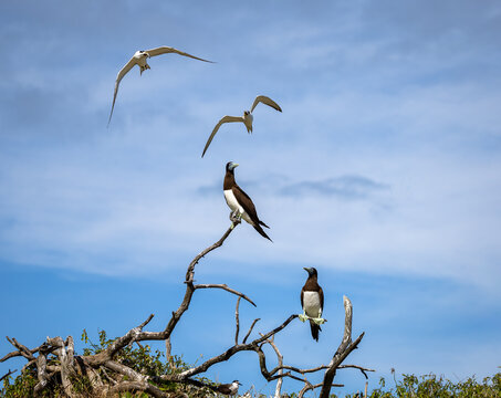 Brown Booby on Lady Elliot Island, Queensland, Australia