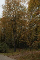 Fototapeta premium Autumn Park