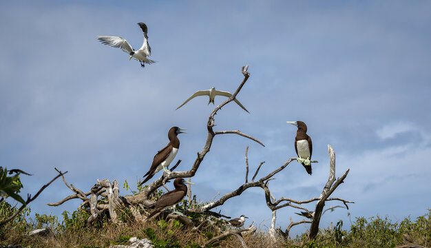 Brown Booby on Lady Elliot Island, Queensland, Australia