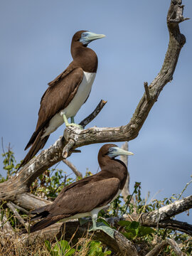 Brown Booby on Lady Elliot Island, Queensland, Australia