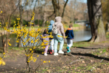 Fototapeta premium A mother and her children take a walk in a spring park.
