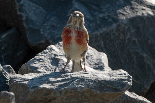 Close-up of a linnet