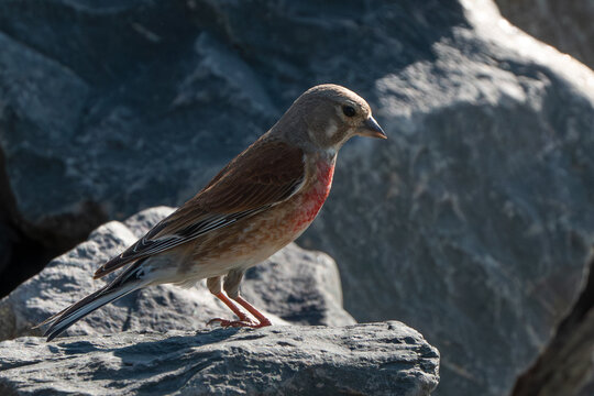Close-up of a linnet