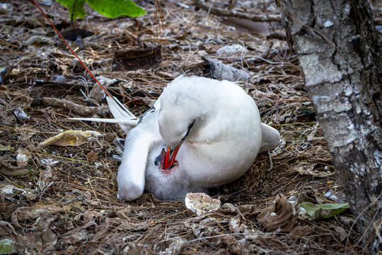 Red-tailed Tropicbird feeding its chick on Lady Elliot Island, Australia