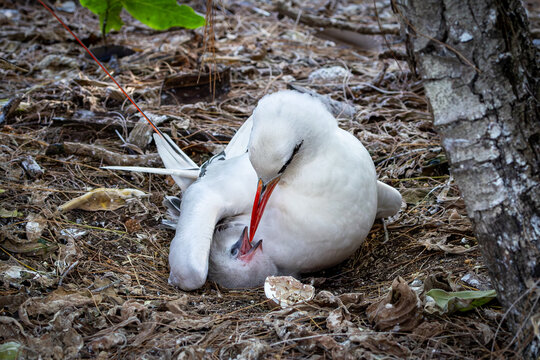 Red-tailed Tropicbird feeding its chick on Lady Elliot Island, Australia