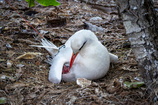 Red-tailed Tropicbird feeding its chick on Lady Elliot Island, Australia