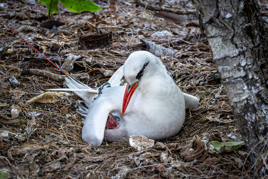 Red-tailed Tropicbird feeding its chick on Lady Elliot Island, Australia