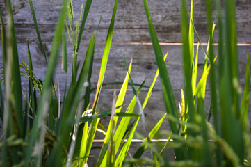 Obraz premium Paddy rice plants with green leaves and golden stalks under natural sunlight. Rustic wooden fence background. Agricultural rural scenery with bokeh effect.