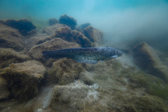 Catfish Swimming Underwater in the New Danube River in Vienna, Austria
