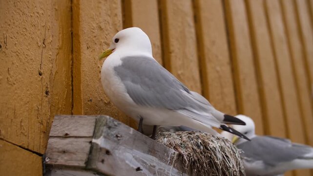 Seagull perched on wooden ledge near wall