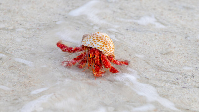 Red Hermit Crab entering the water on Lady Elliot Island, Queensland, Australia