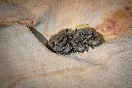 Group on hibernating Brandt's bat (Myotis brandtii)  
