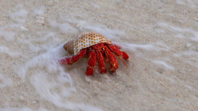 Red Hermit Crab entering the water on Lady Elliot Island, Queensland, Australia