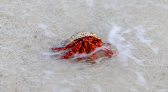 Red Hermit Crab entering the water on Lady Elliot Island, Queensland, Australia