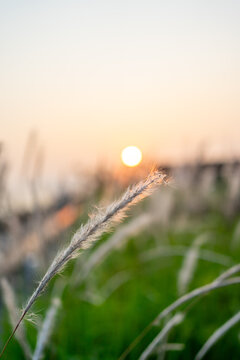 A serene, close-up shot of a fluffy white cogongrass (Imperata cylindrica) seed head swaying in a field.