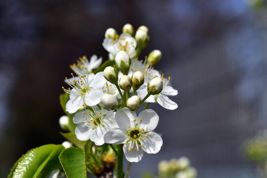 Zweig mit wei&szlig;en Schlehenbl&uuml;ten im Fr&uuml;hling