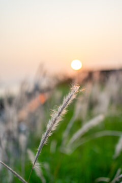 A serene, close-up shot of a fluffy white cogongrass (Imperata cylindrica) seed head swaying in a field.