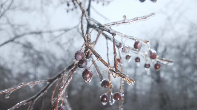Close-up of icy branches with autumn berries swaying in wind, concept of rapid weather change during seasonal transitions from fall to winter. Natural winter scene of an icy branch of tree