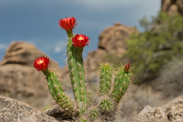 Obraz premium Vibrant red cactus flowers bloom on rocky desert terrain red flowers blooming prickly
