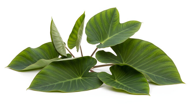 Fresh green spring foliage and herbal tea leaves closeup as a macro nature object on a white isolated background for garden growth botany