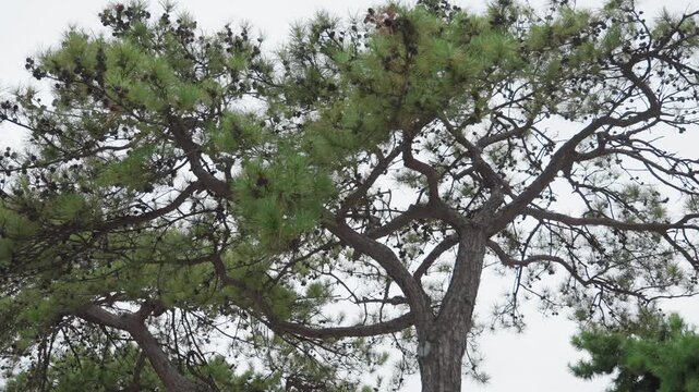 Windblown pine creating scenic outdoor images. Dramatic pine branches sway against soft sky background. Wild outdoor scene featuring gusty pine branches contrasted with textured tree trunk
